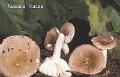 Russula lilacea-amf1706